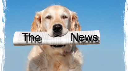 dog_news