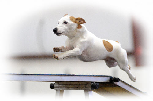 Agility Trial Reviews - A comprehensive Review Site for US ...